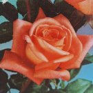 Shreveport Hybrid Tea Rose 3 Gal. Orange Live Bush Plants Shrub Plant Fine Roses Shreveport Hybrid Tea Rose 3 Gal. Orange Live Bush Plants Shrub Plant Fine Roses