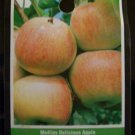 MOLLIES DELICIOUS APPLE 4-6 FT TREE PLANT SWEET JUICY APPLES FRUIT TREES PLANTS MOLLIES DELICIOUS APPLE 4-6 FT TREE PLANT SWEET JUICY APPLES FRUIT TREES PLANTS