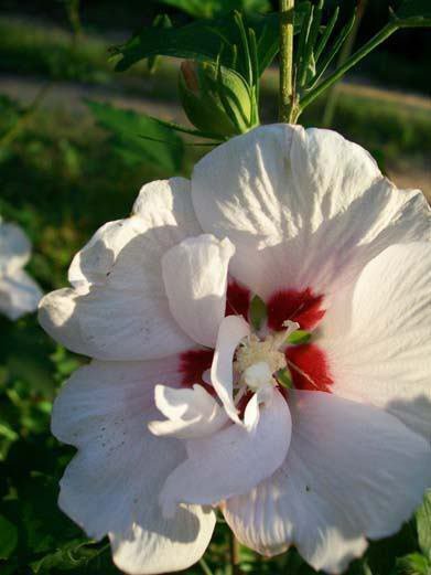 Double Flower White Althea Rose of Sharon 2 Gal. Plant Large Easy Grow ...