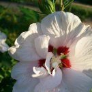 Double Flower White Althea Rose of Sharon 2 Gal. Plant Large Easy Grow Plants Double Flower White Althea Rose of Sharon 2 Gal. Plant Large Easy Grow Plants