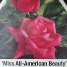 Miss All-American Beauty Pink Hybrid Tea Rose 3 Gal. Bush Plants Shrub Roses