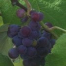 Saturn Blue Seedless Grape Vine 2 Gallon Live Plant Home Garden Easy to Grow