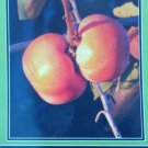 4'-6' Tam-O-Pan Persimmon Fruit Tree Plant Healthy Trees Grow Persimmons Plants