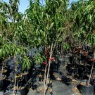 SPRING GOLD PEACH 4-6 FT TREE PLANT SWEET JUICY PEACHES FRUIT TREES PLANTS NOW SPRING GOLD PEACH 4-6 FT TREE PLANT SWEET JUICY PEACHES FRUIT TREES PLANTS NOW
