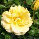 Julia Child Butter Gold Rose 2006 AARS Award Winner 5 Gal Floribunda Plant Roses