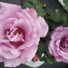 Angel Face Floribunda 5 Gal Mauve Lavender Rose Bush Plants Shrub Plant Roses Angel Face Floribunda 5 Gal Mauve Lavender Rose Bush Plants Shrub Plant Roses