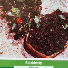 1 Shawnee, 1 Cheyenne, 2 Cherokee Blackberry Plants Plant Sweet Blackberries Now