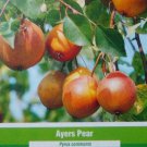 AYERS PEAR 4'-6' Tree Plants Fruit Trees Plant Sweet Juicy Pears Home Orchard AYERS PEAR 4'-6' Tree Plants Fruit Trees Plant Sweet Juicy Pears Home Orchard