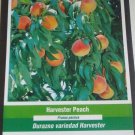 HARVESTER PEACH 4-6 FT TREE PLANT SWEET JUICY PEACHES FRUIT TREES PLANTS