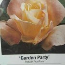 Garden Party Rose 3 Gal. Yellow White Pink Bush Plants Hybrid Tea Plant Roses Garden Party Rose 3 Gal. Yellow White Pink Bush Plants Hybrid Tea Plant Roses