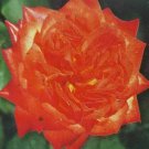 Charisma Floribunda 5 gal Red Orange Yellow Bush Plants Shrub Plant Fine Roses