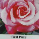 First Prize Rose 5 Gal. Pink Live Bush Plants Hybrid Tea Plant Roses First Prize Rose 5 Gal. Pink Live Bush Plants Hybrid Tea Plant Roses