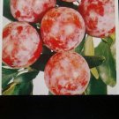 RUBRUM PLUM Fruit Tree Best New Healthy Trees Natural Plums Plant Home Garden
