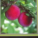4'-6' ALLRED PLUM Fruit Tree Plant Healthy Trees Sweet Plums Home Garden Plants