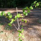 Bronze Tara Muscadine Grape 1 Gal Vine Plants Vines Plant Grapes Vineyards Wine