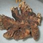 Sea Turtle ~  Hand Carved Parasitic Mushroom Wood Sculpture