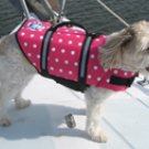 Dog Life Jacket in Pink Polka Dot