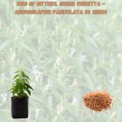 50 Seeds of the King of Bitter: Andrographis paniculata 50 Seeds of the King of Bitter: Andrographis paniculata