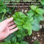 Ceylon Malabar Green Spinach - 20 Heirloom Seeds for Your Tropical Climbing Vege