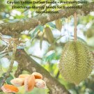 Ceylon Yellow Durian Seeds - Premium Durio Zibethinus Murray Seeds for Successful Germination