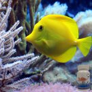 fish mox Aquarium Treatment Fish Mox Forte 500mg 20 count