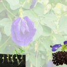 Seeds of Clitoria Ternatea- Blue Butterfly Pea 20 Seeds (100% Organic Live seeds )