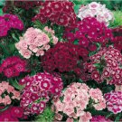 SWEET WILLIAM DIANTHUS PERENNIAL FLOWER MIX 40 US SEEDS