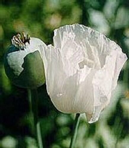 50 US SEEDS GLABRUM MOON HERB FLOWER