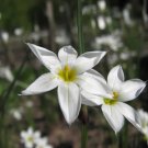 75 US SEEDS FLOWER RARE WHITE BLUE EYED GRASS SISYRINCHIUM PERENNIAL