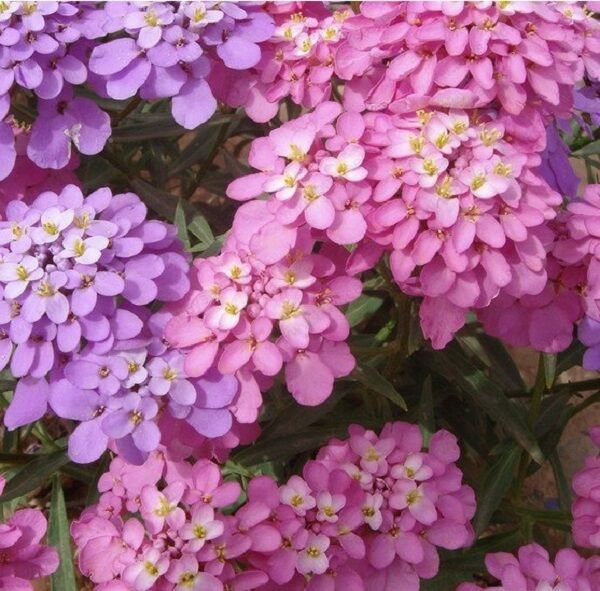 IBERIS CANDYTUFT LILAC AND PINK MIX FLOWER 50 US SEEDS
