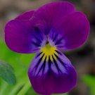 VIOLA CORNUTA KING HENRY PURPLE FLOWER 35 US SEEDS