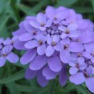 50 US SEEDS IBERIS GIBRALTARICA EVERGREEN LILAC CANDYTUFT 
