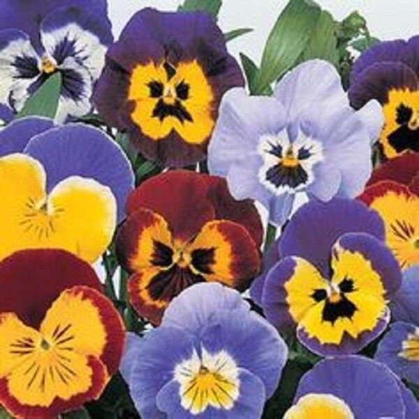 PANSY INSPIRE PLUS MAXI MIX FLOWER 30 US SEEDS
