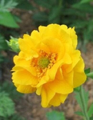 EXTRA LARGE YELLOW LADY STRANTHEDEN GEUM FLOWER 50 US SEEDS