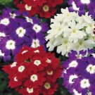 35 US SEEDS VERBENA OBSESSION MIX PERENNIAL FLOWER