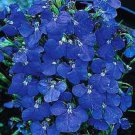 LOBELIA REGATTA BLUE TRAILING PERENNIAL FLOWER 50 US SEEDS