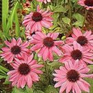 PINK ECHINACEA CONEFLOWER FLOWER 25 US SEEDS