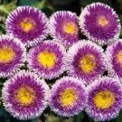 LIGHT BLUE POMPON ASTER PERENNIAL FLOWER 30 US SEEDS