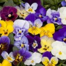 BEL VISO VIOLA FLOWER MIX 35 US SEEDS