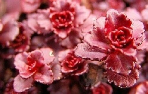 DARK RED SEDUM DRAGONS BLOOD FLOWER 50 US SEEDS