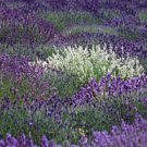 PURPLE AND WHITE LAVENDER MIX FLOWER 30 US SEEDS