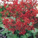 HEUCHERA SANGUINEA CORAL BELLS GROUND COVER 50 US SEEDS