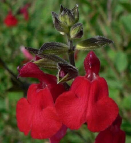 SALVIA SAINT JOHNS FIRE RED SAGE FLOWER 40 US SEEDS