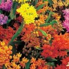BUTTERFLY WEED FLOWER 30 US SEEDS MIX