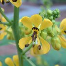 CASSIA CANDLE BUSH FLOWER 25 US SEEDS