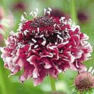 RED WHITE SCABIOSA PINCUSHION FLOWER 25 US SEEDS 