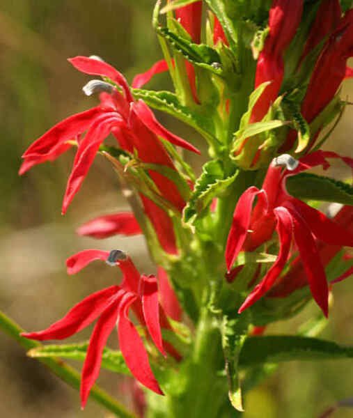 LOBELIA CARDINALIS RED CARDINAL VINING CLIMBER PERENNIAL FLOWER 30 US SEEDS