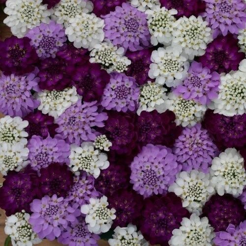 IBERIS EVERGREEN BRILLIANT FLASH MIX FLOWER 50 US SEEDS