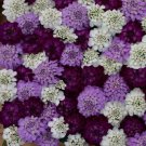 IBERIS EVERGREEN BRILLIANT FLASH MIX FLOWER 50 US SEEDS