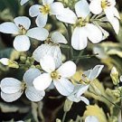 50 US SEEDS ARABIS CAUCASICA WHITE ROCK CRESS FLOWER